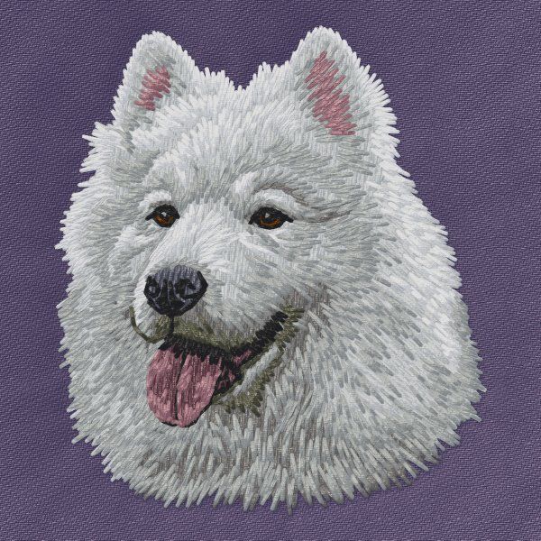 Samojed 4