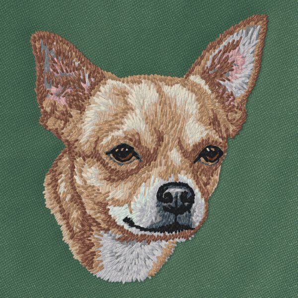 Chihuahua 26