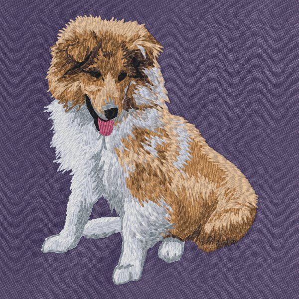 Sheltie 8
