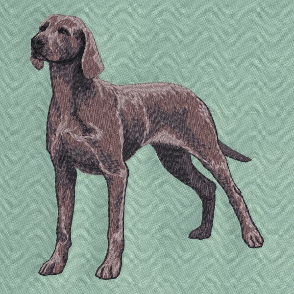 Weimaraner 6