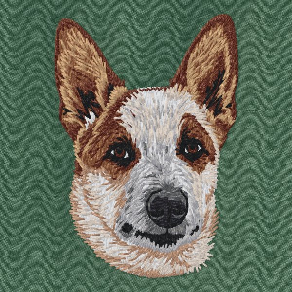 Australská kelpie 5