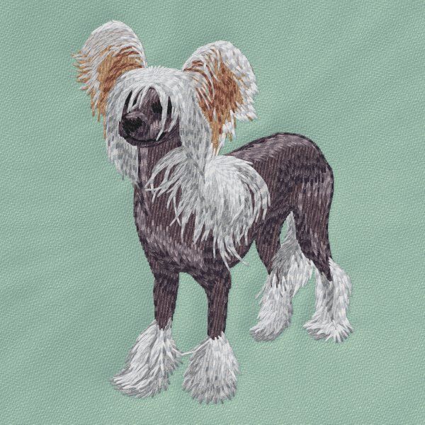 Chinese Crested Dog 8