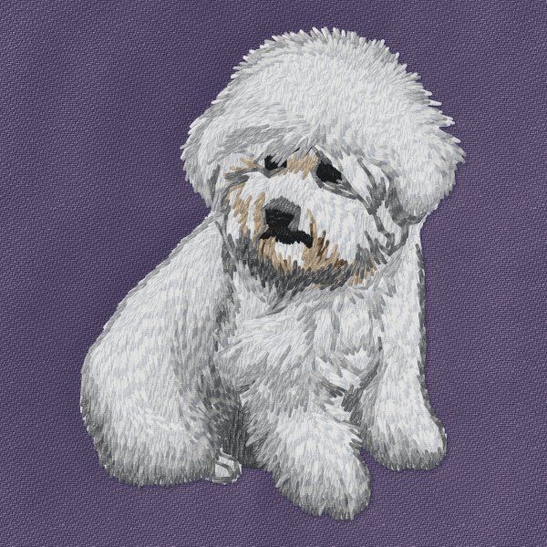 Bichon Frisé 3