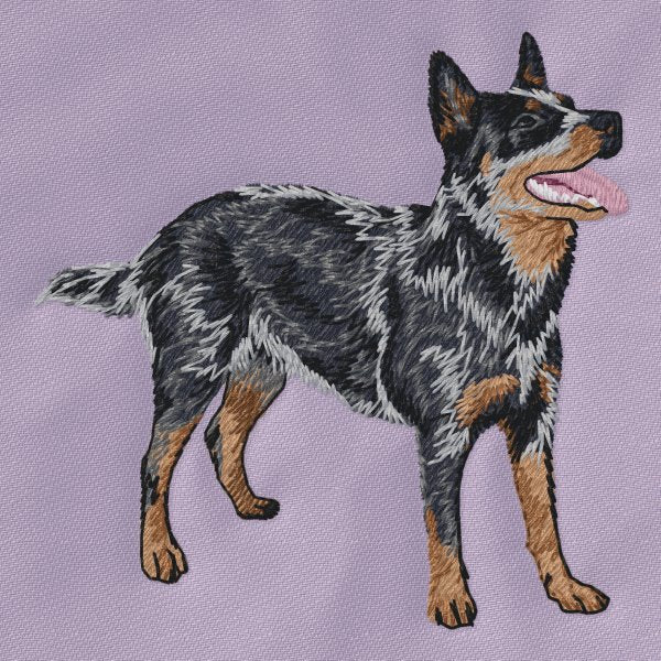 Australská kelpie 4