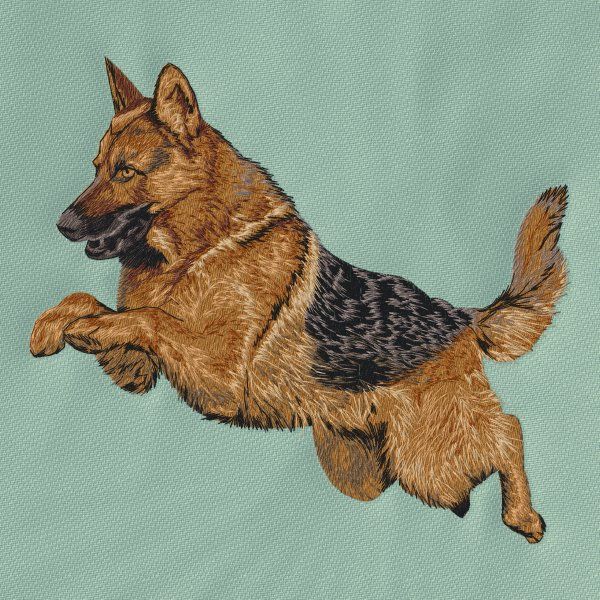 Deutscher Schäferhund 31