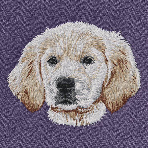 Golden Retriever 24