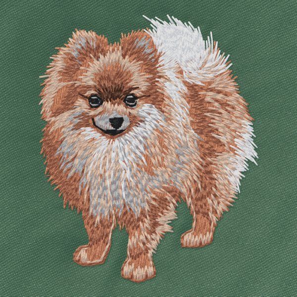 German Spitz 5