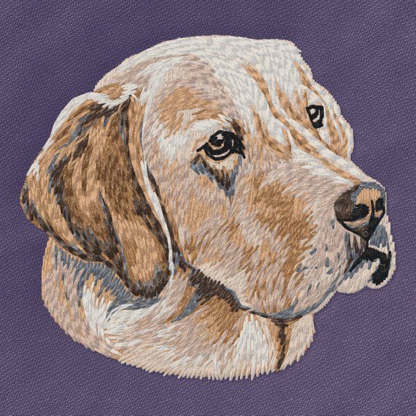 Labrador Retriever 39