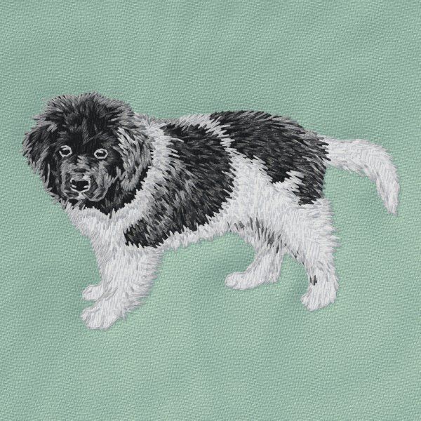 Newfoundland dog 7