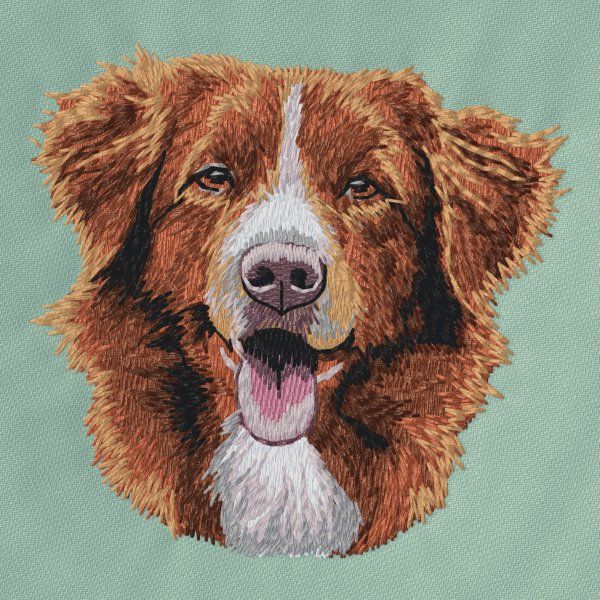 Nova Scotia Duck Tolling Retriever 10