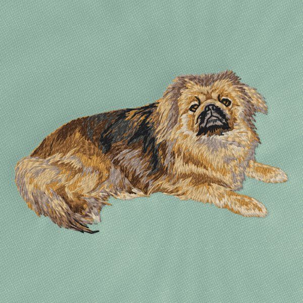 Pekingese 6