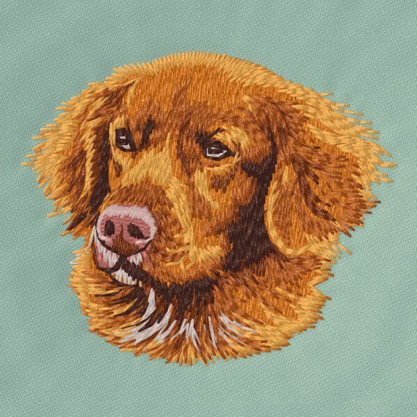 Nova Scotia Duck Tolling Retriever 9