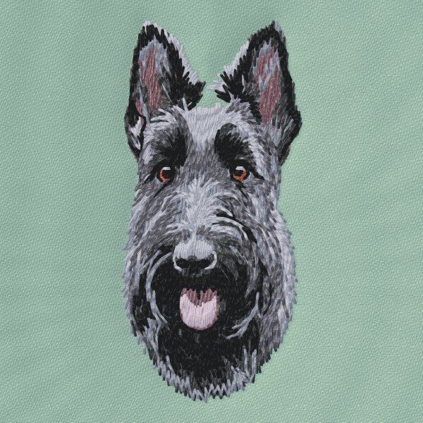 Scottish Terrier 4