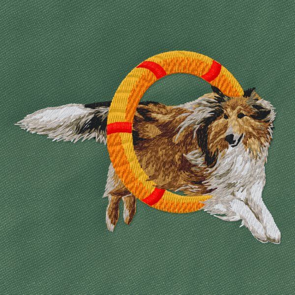 Kolie - Agility