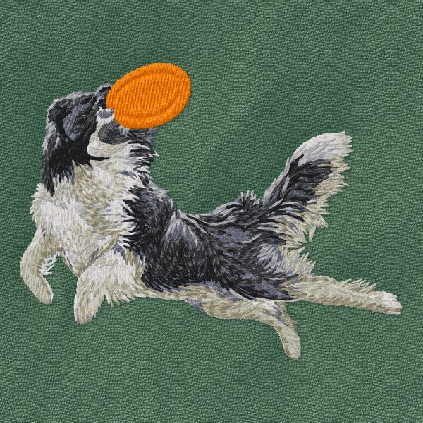 Border Collie - Agility 6