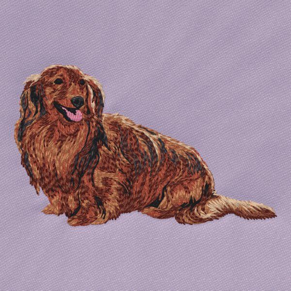 Dachshund 20