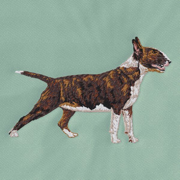 Bullterrier 4