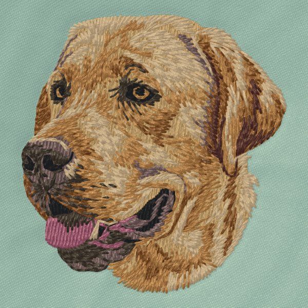Labrador Retriever 38