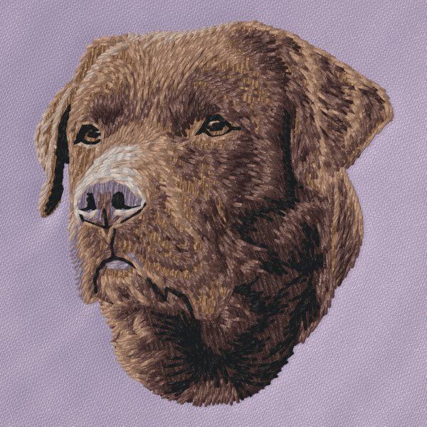 Labrador Retriever 37