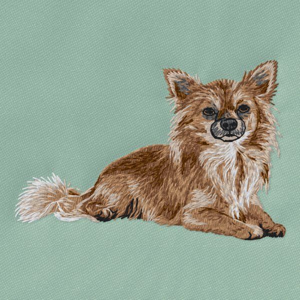 Chihuahua 24