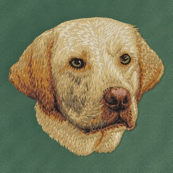 Labrador Retriever 36