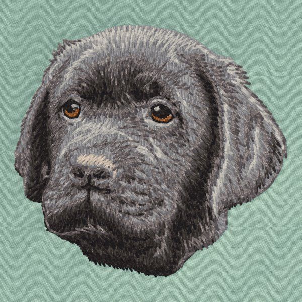 Labrador Retriever 35