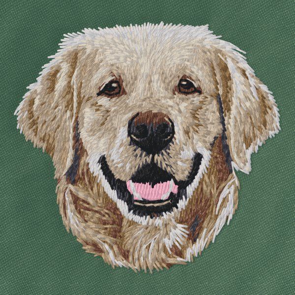 Golden Retriever 20