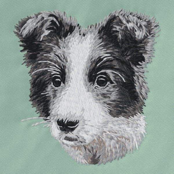 Border kolie 13