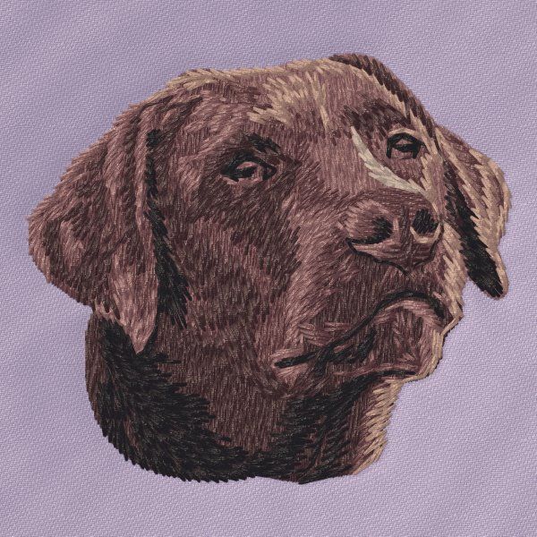 Labrador Retriever 33