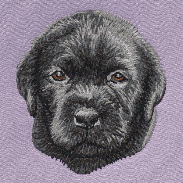 Labrador Retriever 32