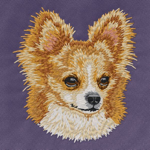 Chihuahua 20