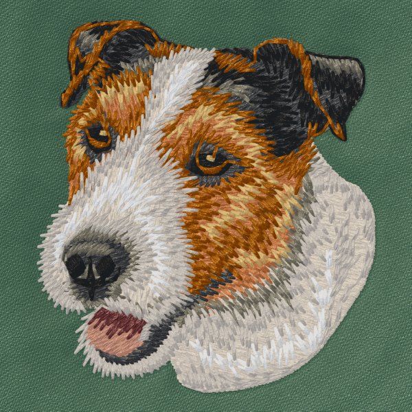 Jack Russell teriér 11