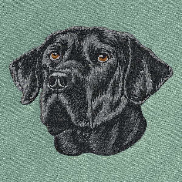 Labrador Retriever 30
