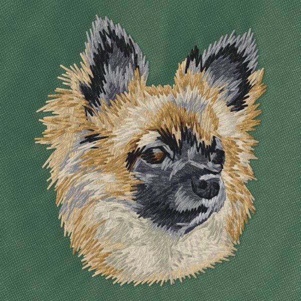 Chihuahua 19