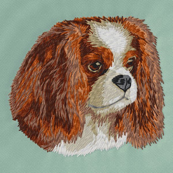 Kavalír king Charles španěl 14
