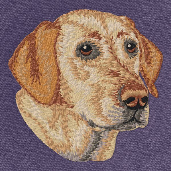 Labrador Retriever 28