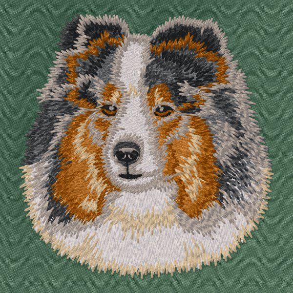 Sheltie 7