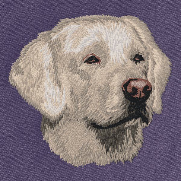 Labrador Retriever 27