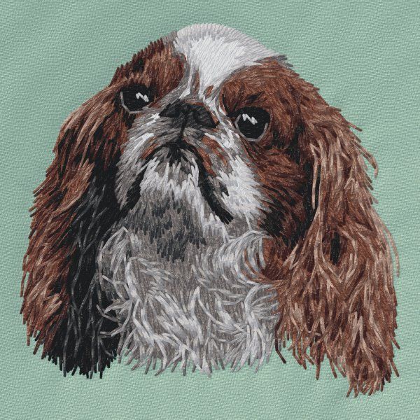 Kavalír king Charles španěl 20