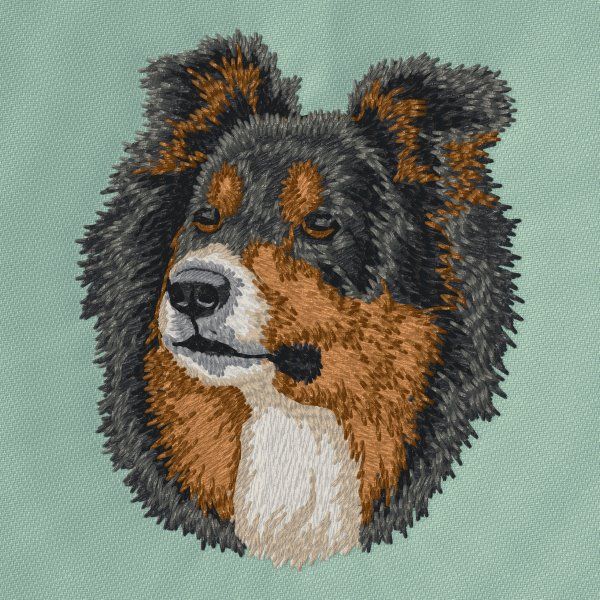 Border kolie 11