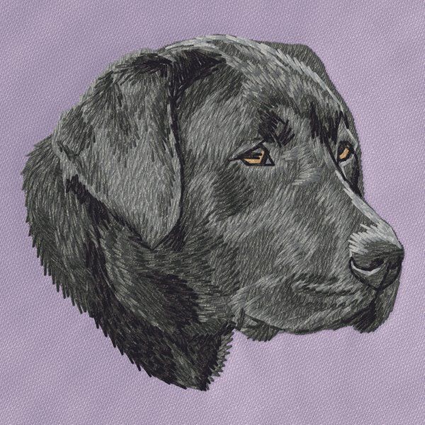 Labrador Retriever 25