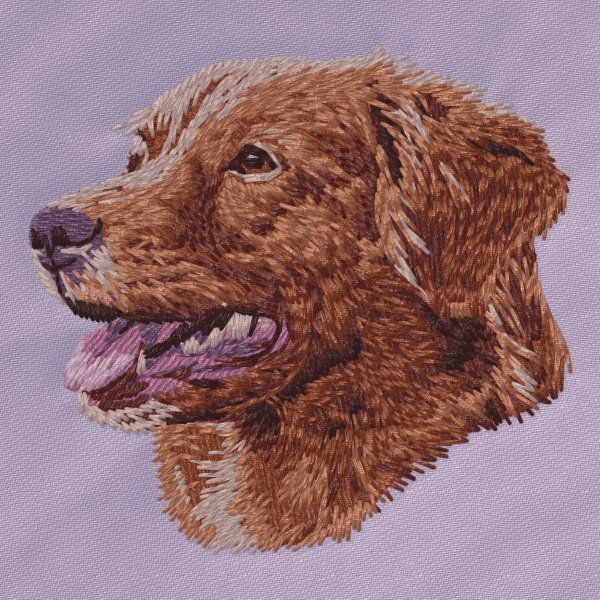 Nova Scotia Duck Tolling Retriever 7
