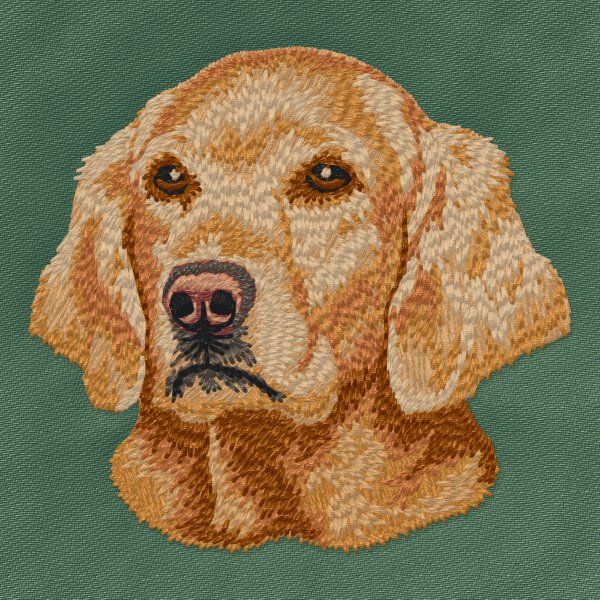 Golden Retriever 16