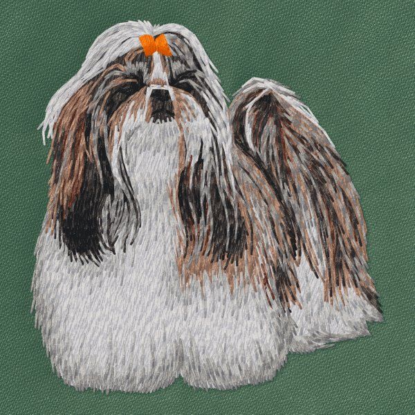 Shih Tzu 7
