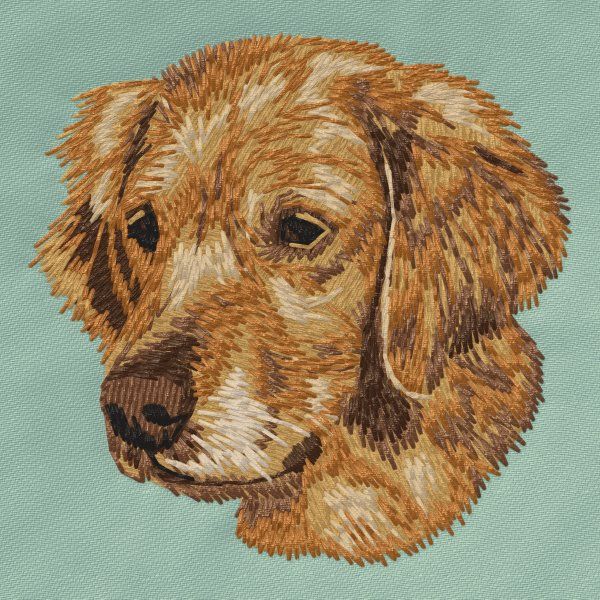 Golden Retriever 13
