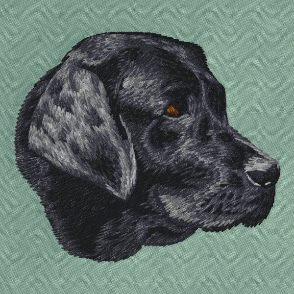 Labrador Retriever 24