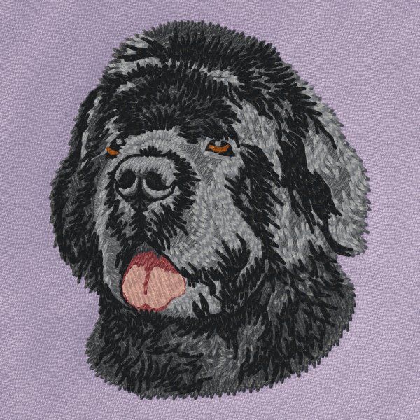 Newfoundland dog 5
