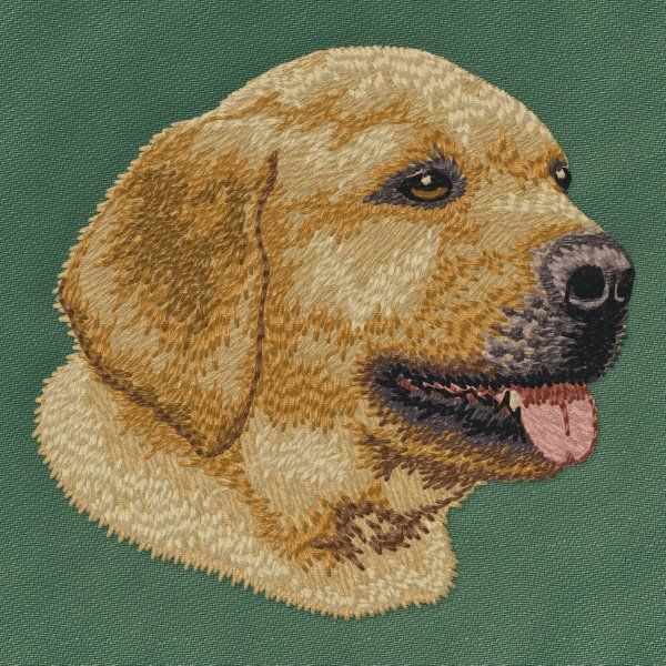 Labrador Retriever 23
