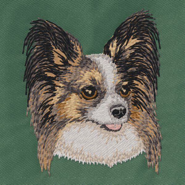 Papillon 6