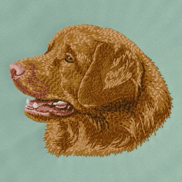 Nova Scotia Duck Tolling Retriever 6